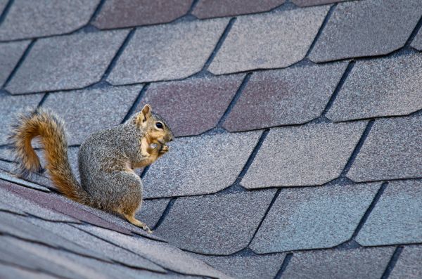 Saint Paul Wildlife Removal