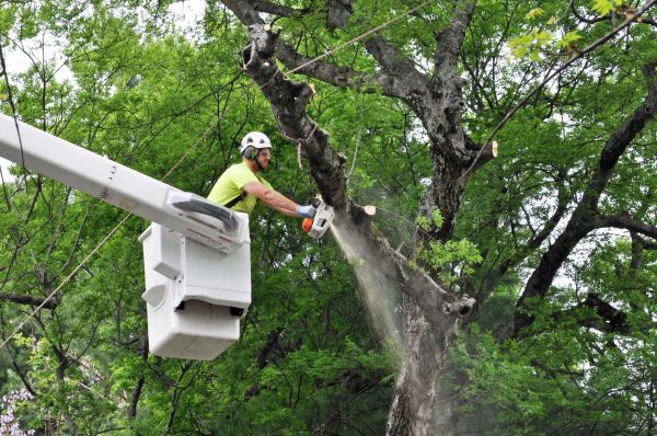 Saint Paul Tree Trimming
